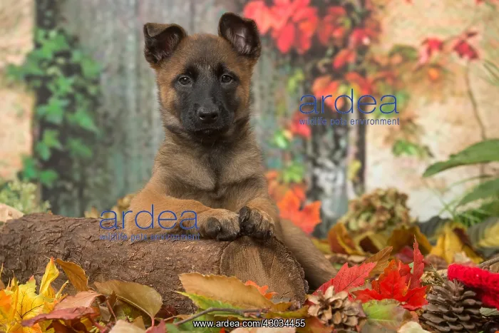  : Malinois puppy outdoors in autumn