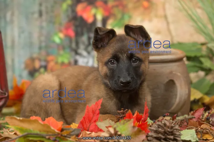  : Malinois puppy outdoors in autumn