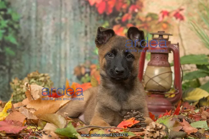  : Malinois puppy outdoors in autumn