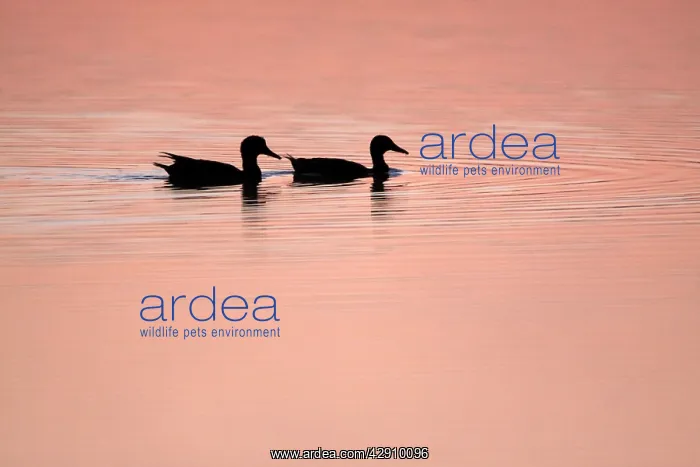 : Mallard - 2 ducks swimming on lake at twilight : Mallard - 2 ducks swimming on lake at twilight