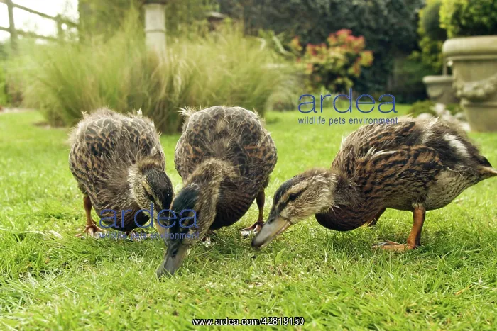 : Mallard - Three 2 month old ducklings pick up small : Mallard - Three 2 month old ducklings pick up small