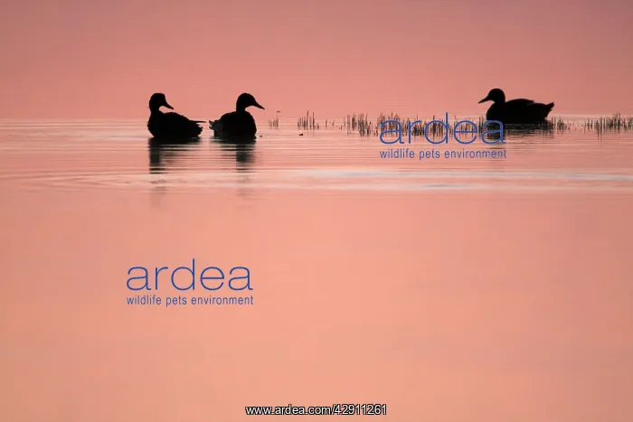 : Mallard - 3 ducks resting on lake at twilight : Mallard - 3 ducks resting on lake at twilight