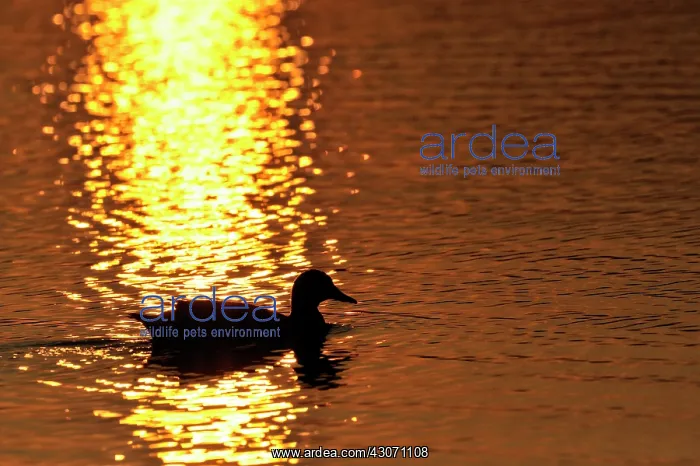 : Mallard (Anas platyrhynchos) in water with sunset : Mallard (Anas platyrhynchos) in water with sunset