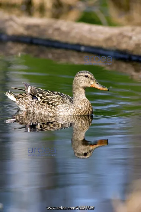 : Mallard, (Anas platyrhynchos), hen swimming in the Chequamegon National Forest : Mallard, (Anas platyrhynchos), hen swimming in the Chequamegon National Forest