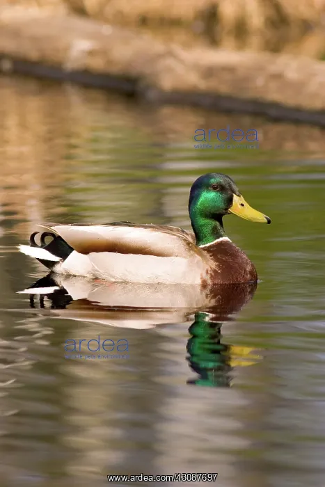 : Mallard, (Anas platyfhynchos), drake swimming in a beaver pond in the Chequamegon : Mallard, (Anas platyfhynchos), drake swimming in a beaver pond in the Chequamegon