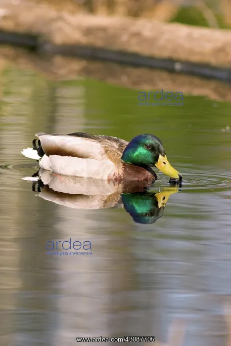 : Mallard drake (Anas platyrhynchos) swimming in a beaver pond in the Chequamegon : Mallard drake (Anas platyrhynchos) swimming in a beaver pond in the Chequamegon