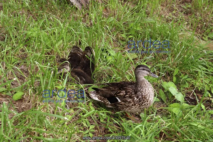: Mallard. A mother Mallard, (Anas platyrhynchos) : Mallard. A mother Mallard, (Anas platyrhynchos)