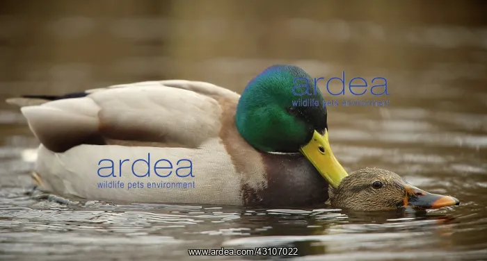 : Mallards (Anas platyrhynchos) mating : Mallards (Anas platyrhynchos) mating