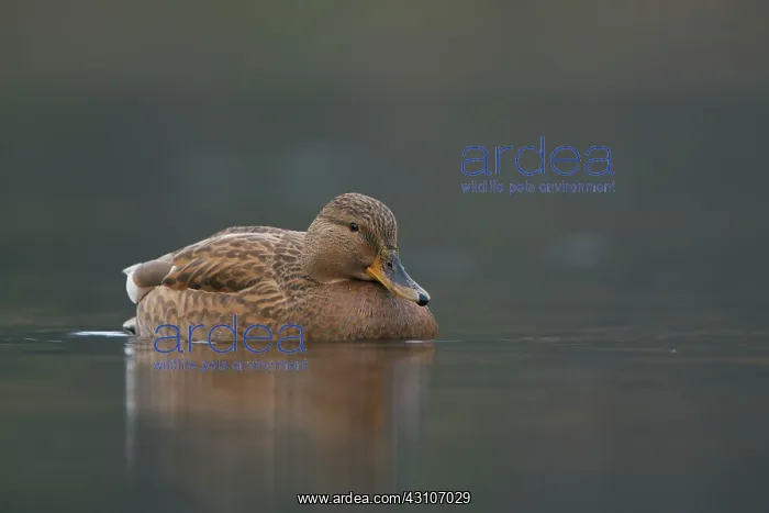 : Mallard (Anas platyrhynchos) female swimming : Mallard (Anas platyrhynchos) female swimming