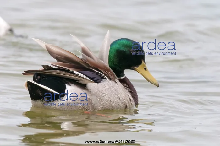  : Mallard (Anas platyrrhynchos) male on the water