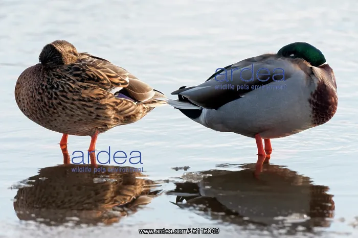 : Mallard (Anas platyrhynchos) couple resting in shallow water : Mallard (Anas platyrhynchos) couple resting in shallow water