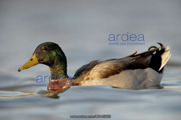 : Mallard (Anas platyrhynchos) in water : Mallard (Anas platyrhynchos) in water