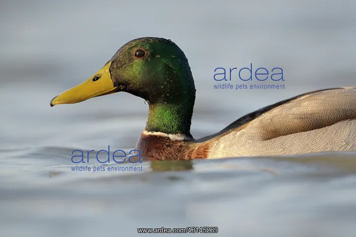 : Mallard (Anas platyrhynchos) in water : Mallard (Anas platyrhynchos) in water