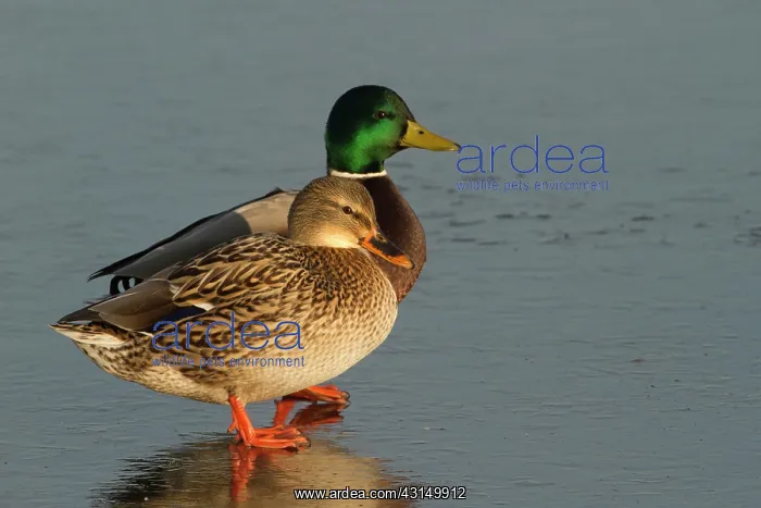 : Mallards (Anas platyrhynchos) male and female standing on ice : Mallards (Anas platyrhynchos) male and female standing on ice