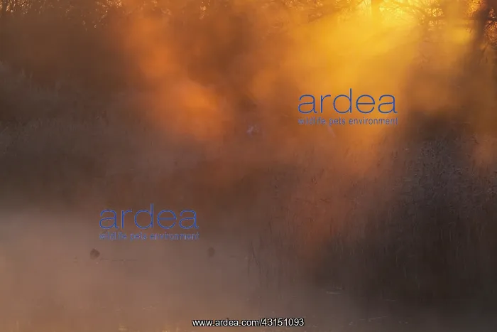 : Mallard. Resting Mallards (Anas platyrhynchos) in a misty sunset : Mallard. Resting Mallards (Anas platyrhynchos) in a misty sunset