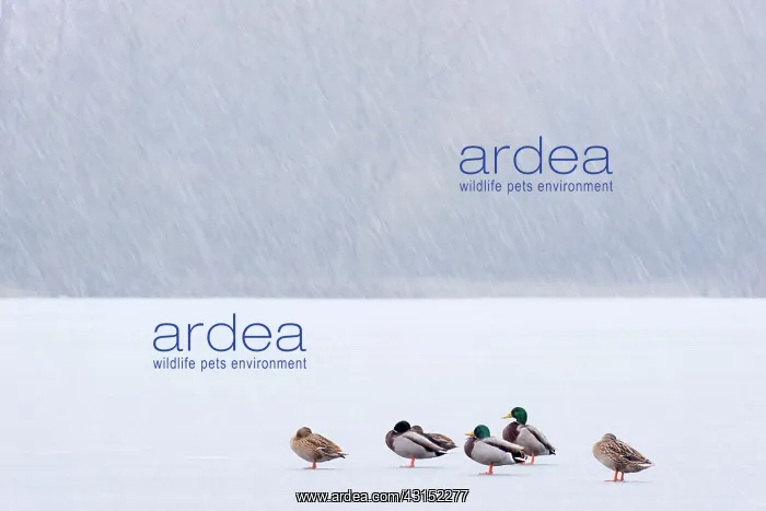 : Mallards (Anas platyrhynchos) sitting on ice during snow blizzard : Mallards (Anas platyrhynchos) sitting on ice during snow blizzard
