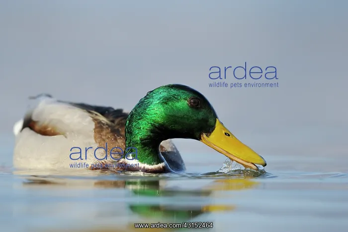 : Mallard (Anas platyrhynchos) drake foraging in water : Mallard (Anas platyrhynchos) drake foraging in water