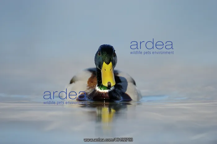 : Mallard (Anas platyrhynchos) in water : Mallard (Anas platyrhynchos) in water