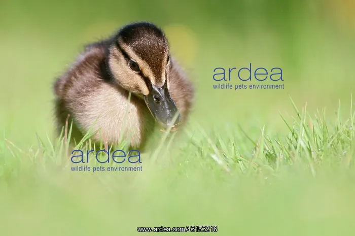 : Mallard (Anas platyrhynchos) chick walking on meadow : Mallard (Anas platyrhynchos) chick walking on meadow