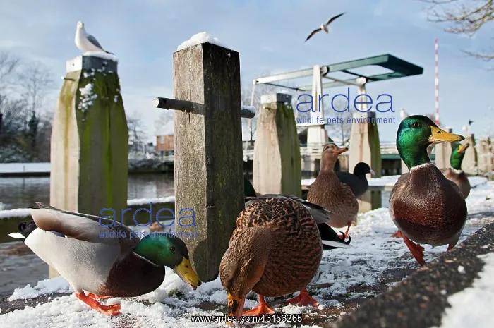 : Mallard (Anas platyrhynchos) group feeding on bread in the city during winter time : Mallard (Anas platyrhynchos) group feeding on bread in the city during winter time