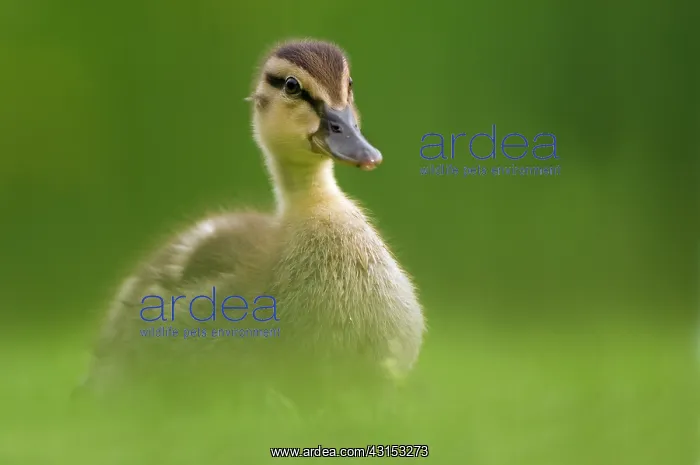 : Mallard (Anas platyrhynchos) chick walking on meadow : Mallard (Anas platyrhynchos) chick walking on meadow
