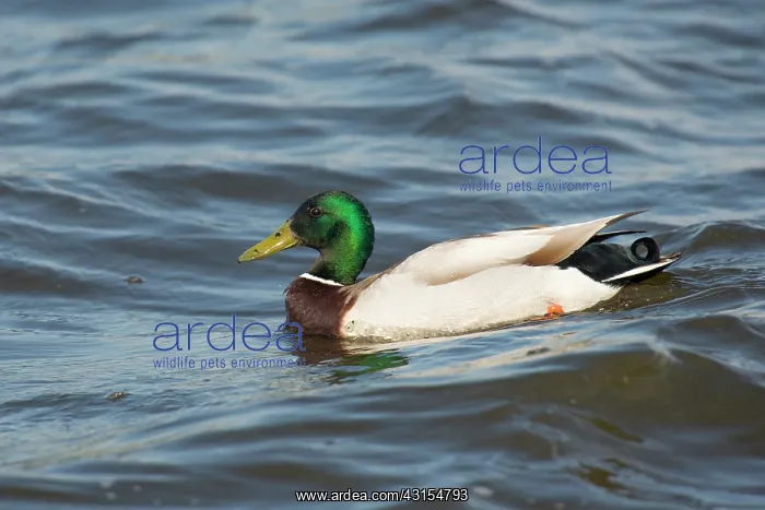 : Mallard. Male Mallard (Anas platyrhynchos) swimming in rough water : Mallard. Male Mallard (Anas platyrhynchos) swimming in rough water