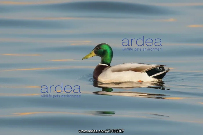 : Mallard. Male Mallard (Anas platyrhynchos) drifting on water : Mallard. Male Mallard (Anas platyrhynchos) drifting on water