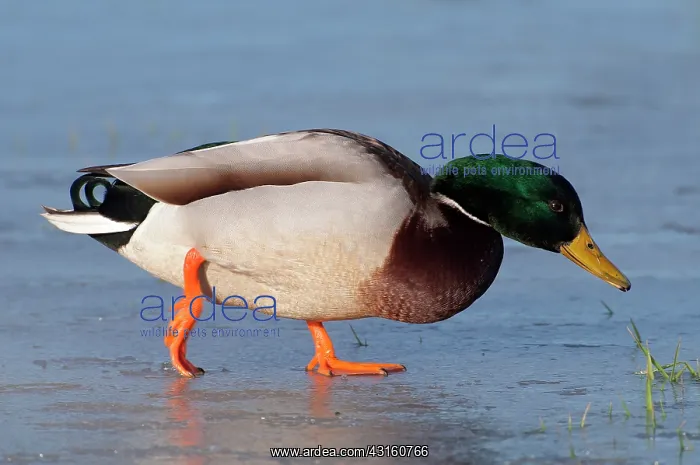 : Mallard (Anas platyrhynchos) male walking on the ice : Mallard (Anas platyrhynchos) male walking on the ice