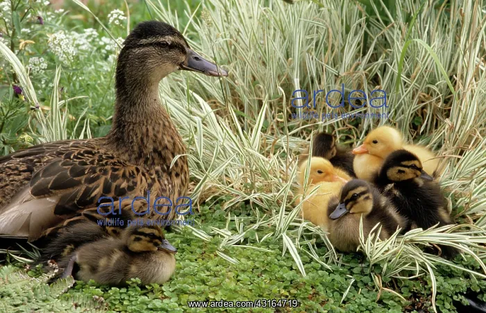 : Mallard (Anas platyrhynchos) female with normal and yellow (Color morph) ducklings : Mallard (Anas platyrhynchos) female with normal and yellow (Color morph) ducklings