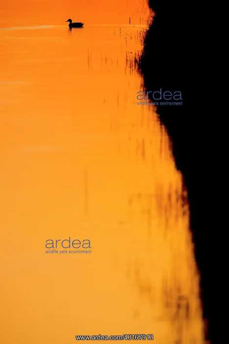  : Mallard (Anas platyrhynchos) swimming in sunset