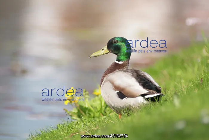 : Mallard (Anas platyrhynchos) male standing in Meadow at the waterfront : Mallard (Anas platyrhynchos) male standing in Meadow at the waterfront