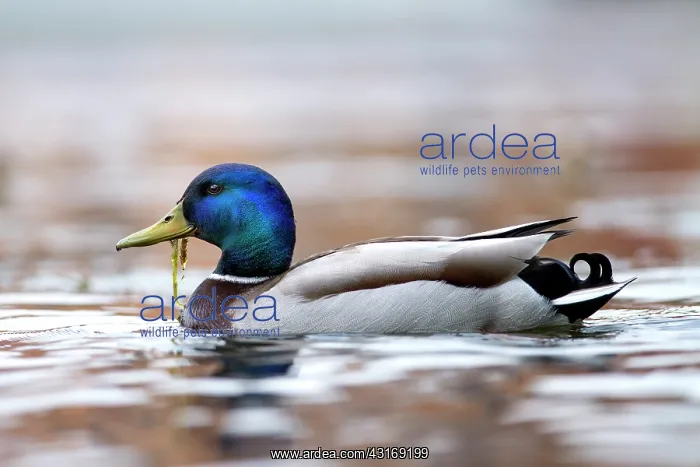 : Mallard (Anas platyrhynchos) drake foraging in water : Mallard (Anas platyrhynchos) drake foraging in water