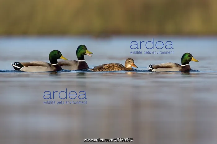 : Mallard (Anas platyrhynchos) drakes surrounding a female : Mallard (Anas platyrhynchos) drakes surrounding a female