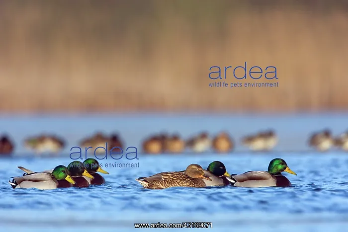 : Mallard (Anas platyrhynchos) group in a hole in an icy lake : Mallard (Anas platyrhynchos) group in a hole in an icy lake