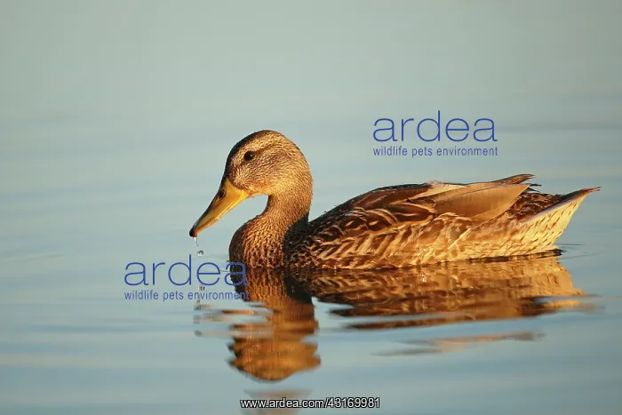 : Mallard. Female Mallard (Anas platyrhynchos), adult swimming in lake : Mallard. Female Mallard (Anas platyrhynchos), adult swimming in lake