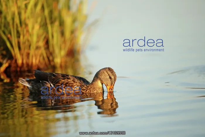 : Mallard. Female Mallard (Anas platyrhynchos) adult swimming in lake with : Mallard. Female Mallard (Anas platyrhynchos) adult swimming in lake with