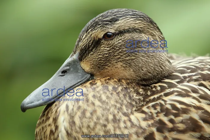 : Mallard (Anas platyrhynchos) portrait against a green background, Germany : Mallard (Anas platyrhynchos) portrait against a green background, Germany