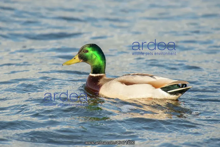: Mallard (Anas platyrhynchos) drake swimming in water : Mallard (Anas platyrhynchos) drake swimming in water