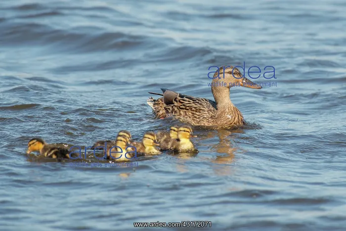 : Mallard (Anas platyrhynchos) female with six ducklings swimming in water : Mallard (Anas platyrhynchos) female with six ducklings swimming in water