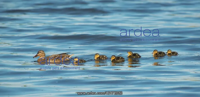 : Mallard (Anas platyrhynchos) female with six ducklings swimming in water : Mallard (Anas platyrhynchos) female with six ducklings swimming in water