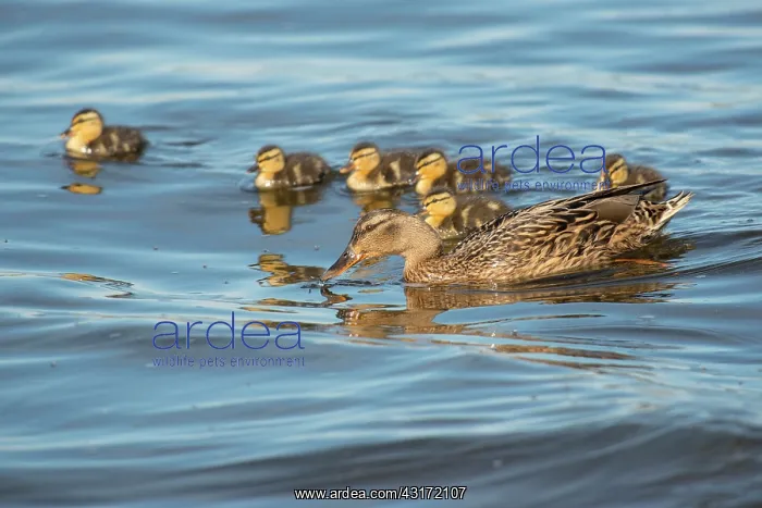 : Mallard (Anas platyrhynchos) female with six ducklings swimming : Mallard (Anas platyrhynchos) female with six ducklings swimming