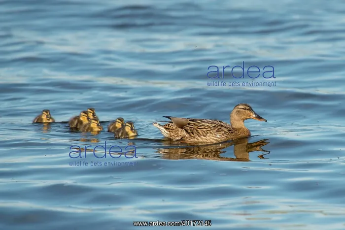 : Mallard (Anas platyrhynchos) female with six ducklings swimming in water : Mallard (Anas platyrhynchos) female with six ducklings swimming in water