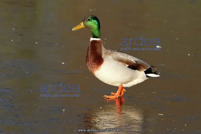 : Mallard. A Mallard (Anas platyrhynchos) walking on ice : Mallard. A Mallard (Anas platyrhynchos) walking on ice