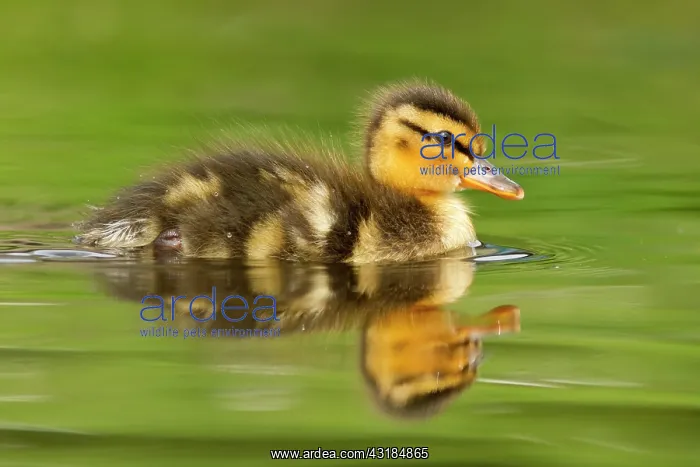 : Mallard. Wild Duckling (Anas platyrhynchos) swimming in the water : Mallard. Wild Duckling (Anas platyrhynchos) swimming in the water