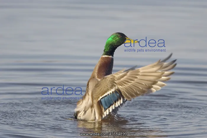 : Mallard (Anas platyrhynchos) male on the water : Mallard (Anas platyrhynchos) male on the water