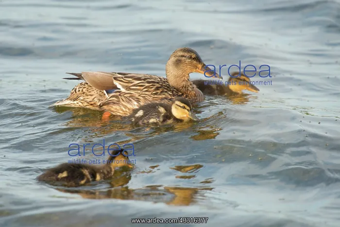 : Mallard (Anas platyrhynchos) female with three ducklings picking up some flies : Mallard (Anas platyrhynchos) female with three ducklings picking up some flies
