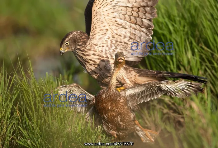 : Mallard. A juvenile Northern Goshawk (Accipiter gentillis) and his prey a Mallard : Mallard. A juvenile Northern Goshawk (Accipiter gentillis) and his prey a Mallard