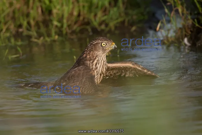  : Mallard. The Northern Goshawk (Accipiter gentilis) trying to drown a Mallard or Wild Duck 