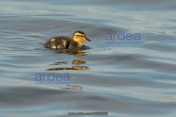 : Mallard (Anas platyrhynchos) duckling swimming in water : Mallard (Anas platyrhynchos) duckling swimming in water