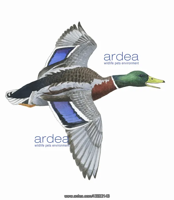 : Mallard (Anas platyrhynchos) male in flight : Mallard (Anas platyrhynchos) male in flight